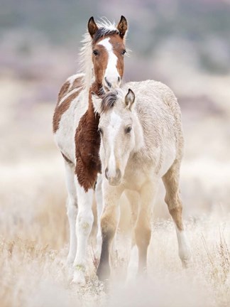 Framed Collection of Horses X Print