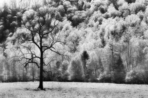 Framed Water &amp; Land VI Print