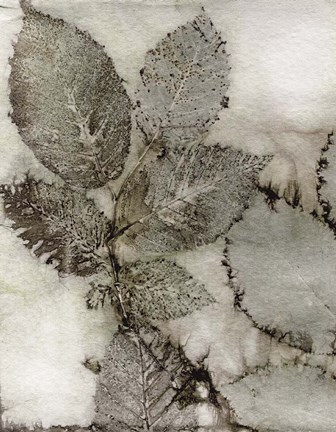 Framed Birch Leaves II Print