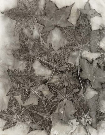 Framed Sweet Gum Leaves Print