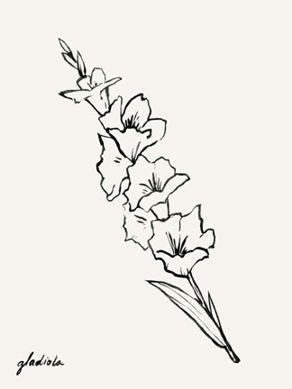 Framed Gladiola Sketch I Print