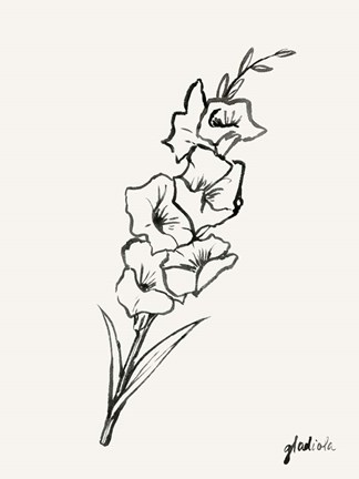 Framed Gladiola Sketch II Print