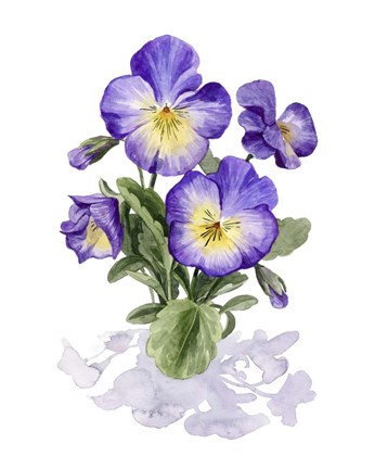 Framed Viola Pansies I Print