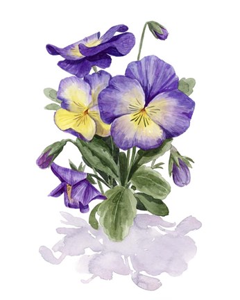 Framed Viola Pansies II Print