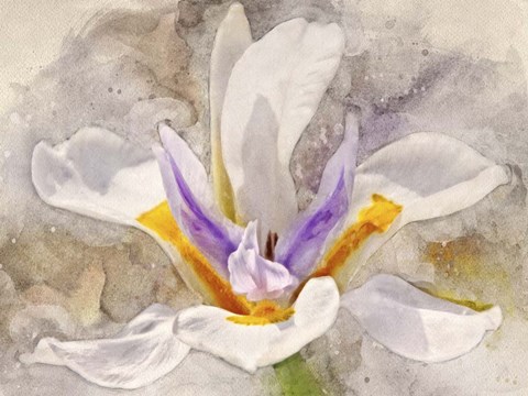 Framed Playful Petals I Print