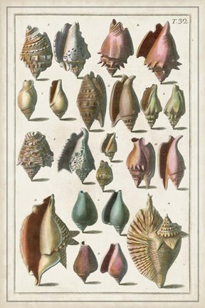 Framed Grand Seba Shells III Print