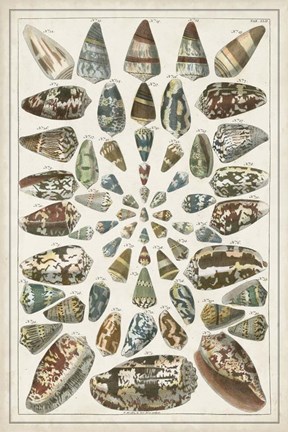 Framed Grand Seba Shells V Print