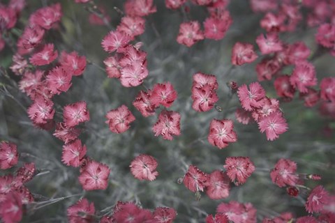 Framed Nature's Textures I Print