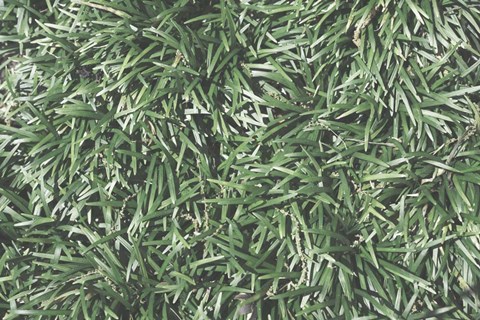 Framed Nature's Textures II Print