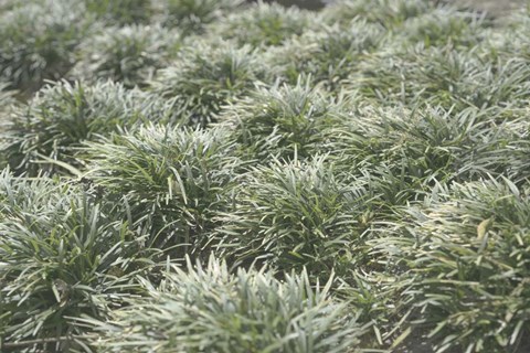 Framed Nature's Textures III Print