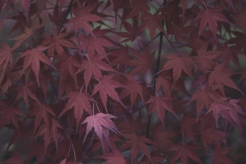 Framed Nature's Textures V Print