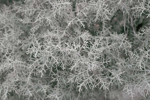 Framed Nature's Textures VI Print