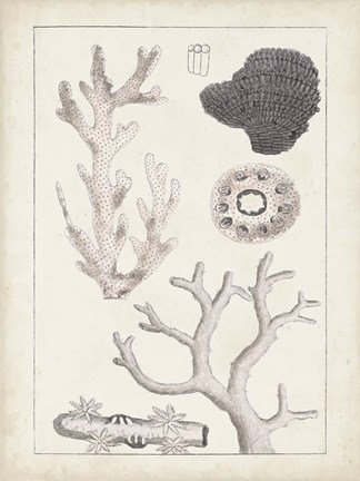 Framed Antique White Coral II Print