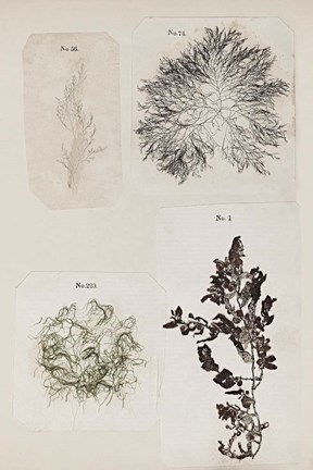 Framed Coral Collage V Print