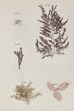 Framed Coral Collage VII Print