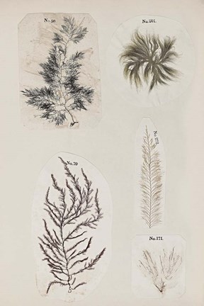 Framed Coral Collage VIII Print