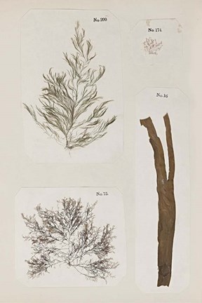 Framed Coral Collage IX Print