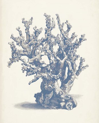 Framed Antique Coral Collection V Print