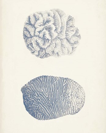 Framed Antique Coral Collection VII Print