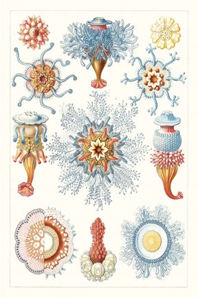 Framed Sealife Species II Print