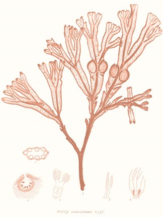 Framed Vivid Coral Seaweed III Print