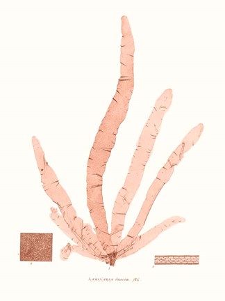 Framed Vivid Coral Seaweed VI Print