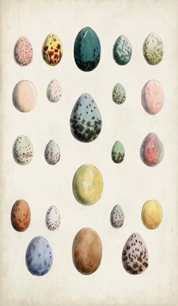 Framed Antique Bird Eggs II Print