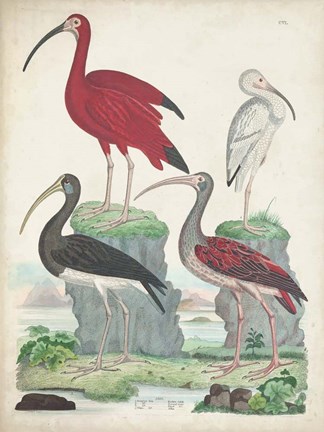 Framed Antique Heron &amp; Waterbirds II Print