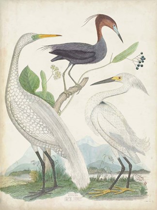 Framed Antique Heron &amp; Waterbirds III Print