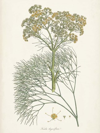 Framed Saffron Botanicals III Print