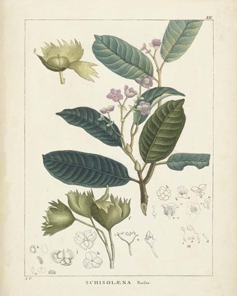 Framed Vintage Verdure II Print