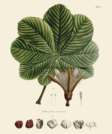 Framed Luscious Leaves I Print