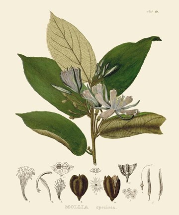 Framed Luscious Leaves II Print