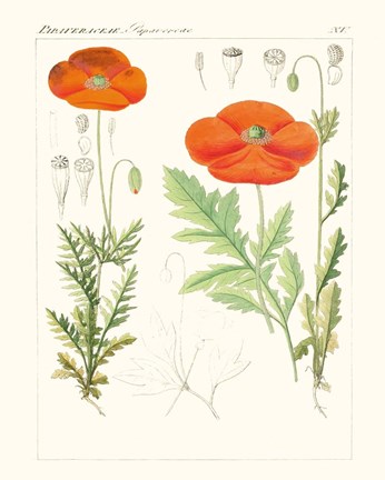 Framed Bright Botanicals VI Print