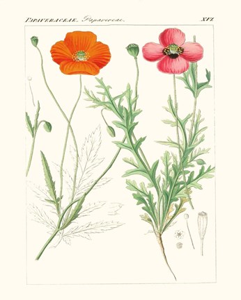 Framed Bright Botanicals IX Print