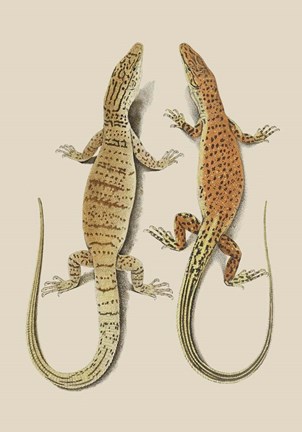 Framed Antique Lizards I Print