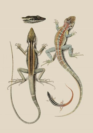 Framed Antique Lizards II Print