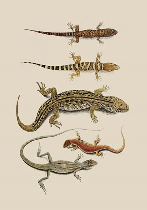 Framed Antique Lizards III Print