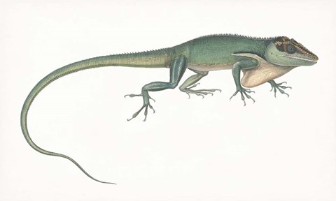 Framed Antique Chameleon Print