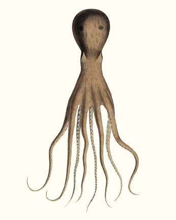 Framed Antique Octopus Collection III Print
