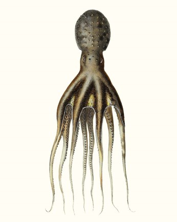 Framed Antique Octopus Collection V Print