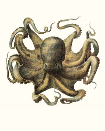 Framed Antique Octopus Collection VII Print