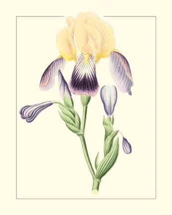 Framed Purple Irises II Print