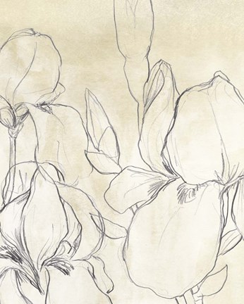 Framed Iris Garden Sketch I Print