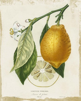 Framed French Lemon II Print