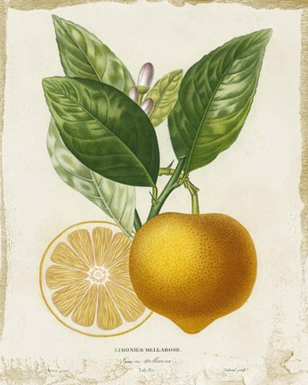 Framed French Lemon III Print