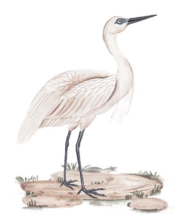 Framed White Heron II Print