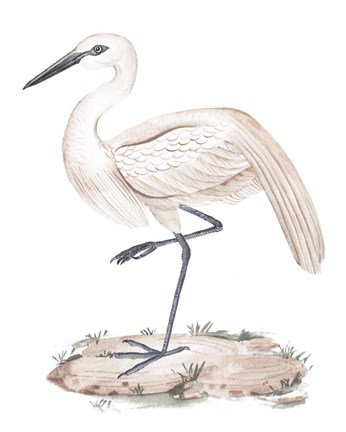 Framed White Heron III Print