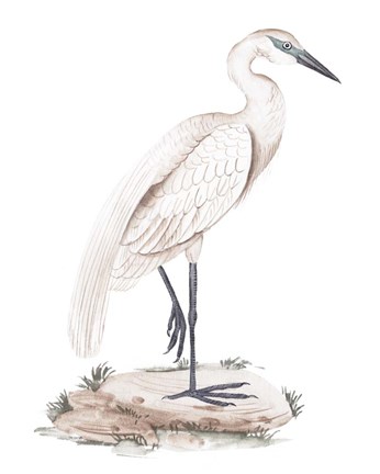Framed White Heron IV Print