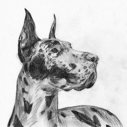 Framed Great Dane Portrait II Print
